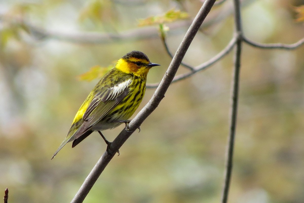 Cape May Warbler - Andrew Bendall
