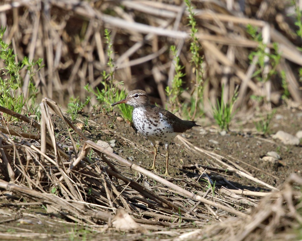 Spotted Sandpiper - Tom Murray