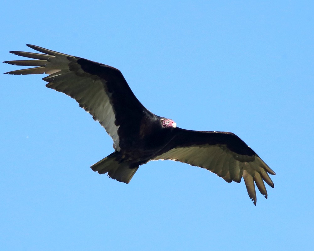 Turkey Vulture - ML159920881