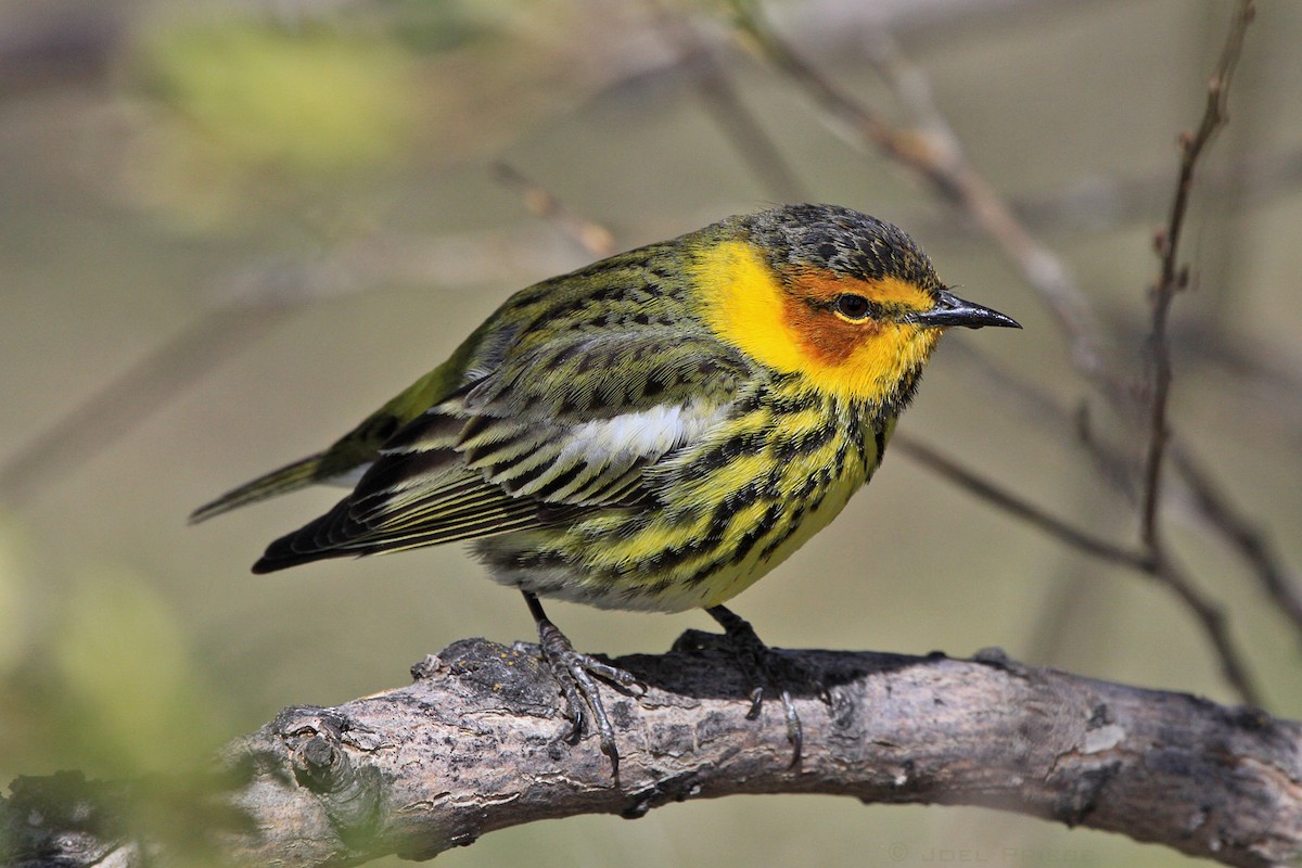 Cape May Warbler - ML159922741