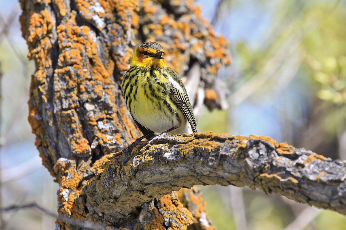 Cape May Warbler - ML159922751