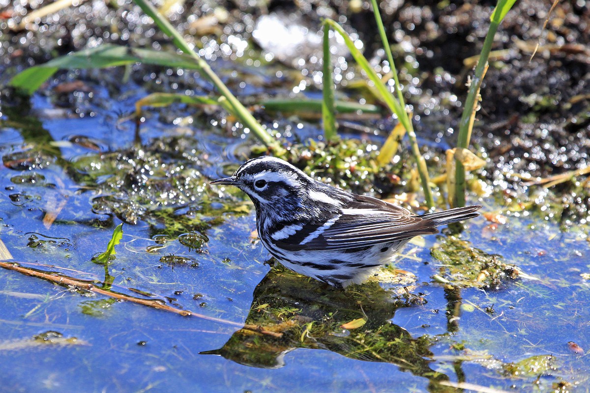 Black-and-white Warbler - ML159923451