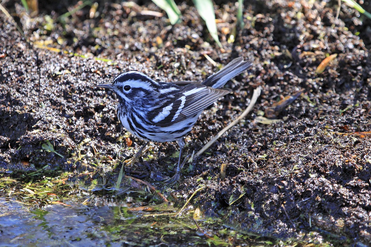 Black-and-white Warbler - ML159923461