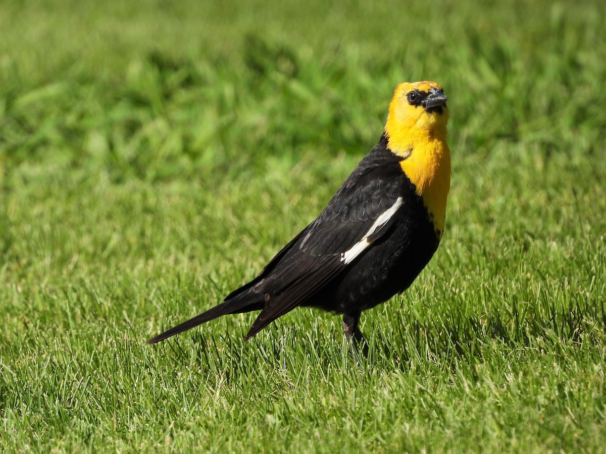 Yellow-headed Blackbird - Michael W. Sack