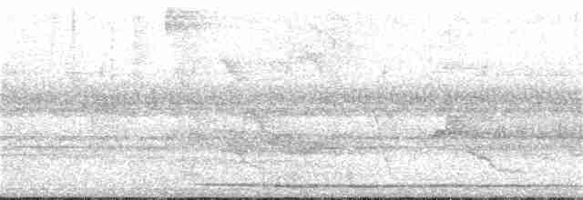 Weißbrauen-Dickichtschlüpfer - ML159930271