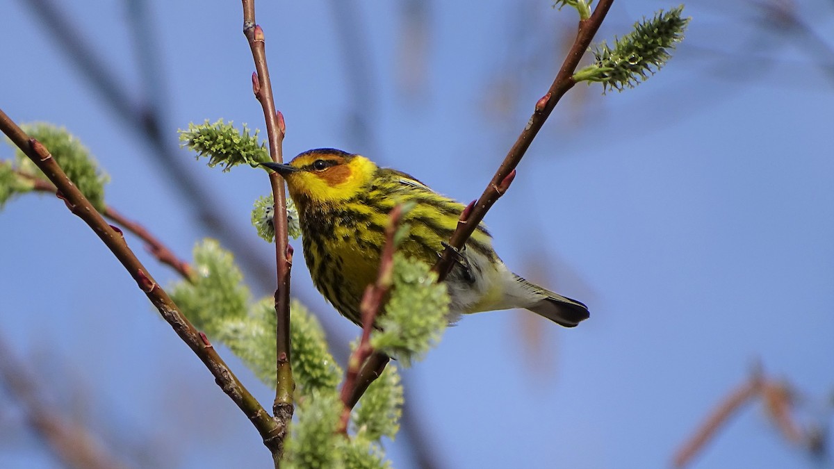 Cape May Warbler - ML159931881
