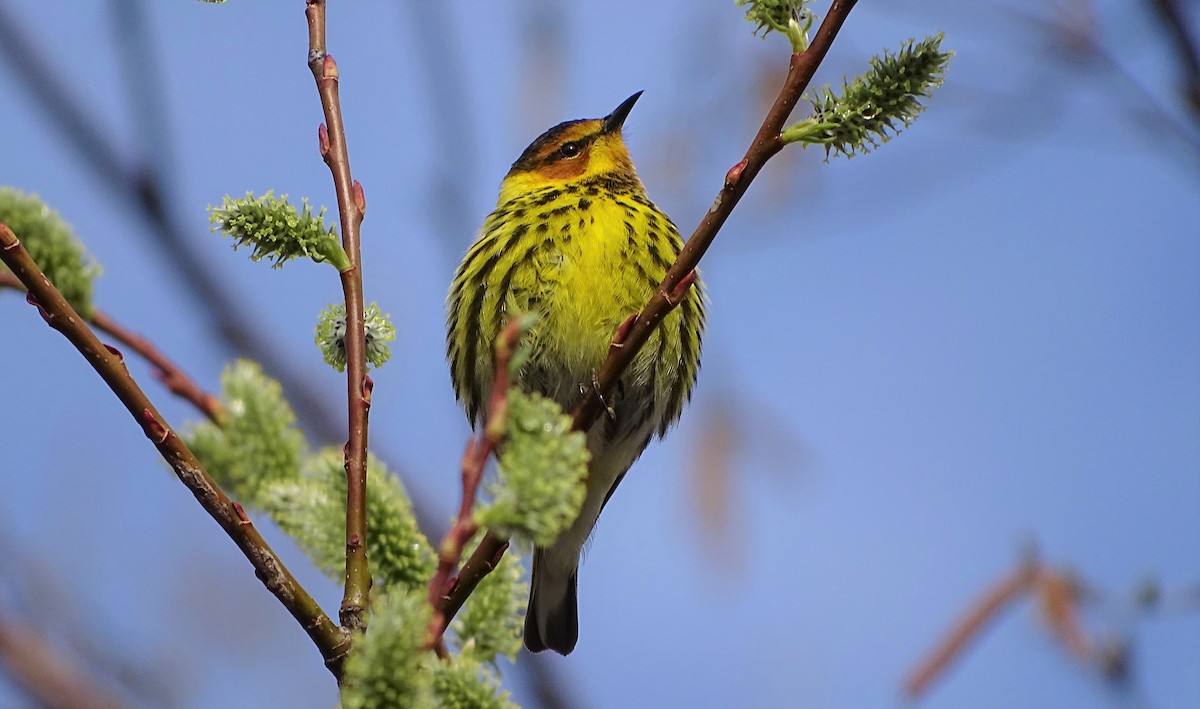 Cape May Warbler - ML159931901