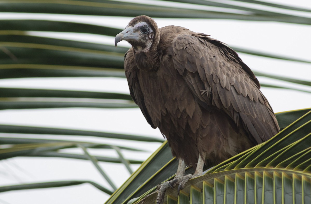 Hooded Vulture - Joachim Bertrands