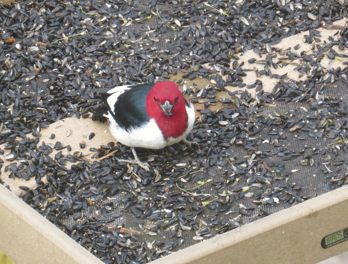 Red-headed Woodpecker - Stuart Malcolm