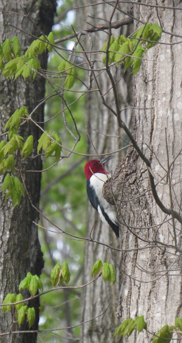 Red-headed Woodpecker - ML159941991