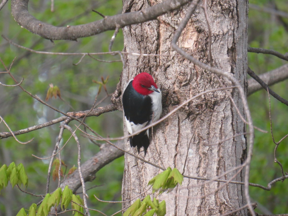 Red-headed Woodpecker - Stuart Malcolm