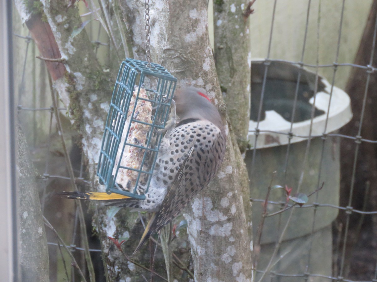 Northern Flicker (Yellow-shafted) - ML159948101