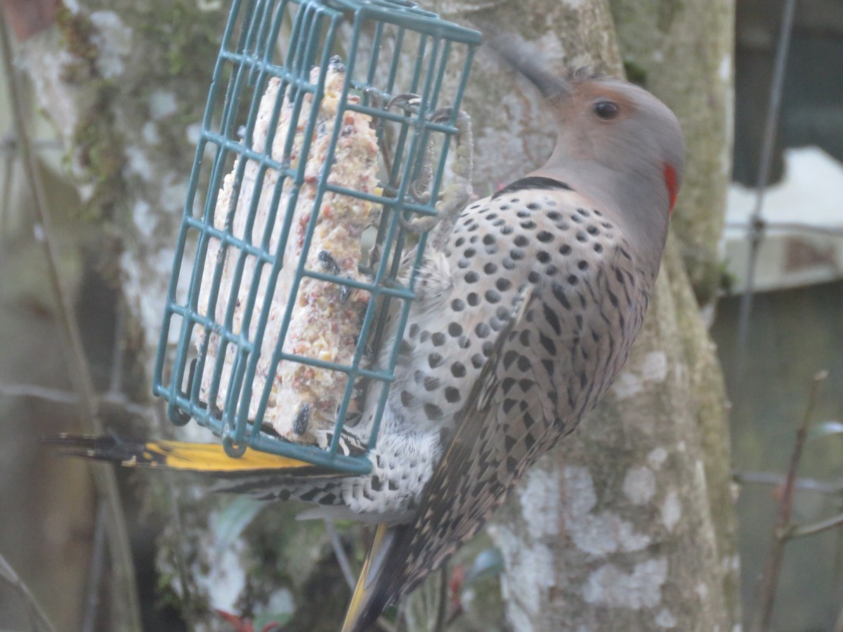 Northern Flicker (Yellow-shafted) - ML159948121