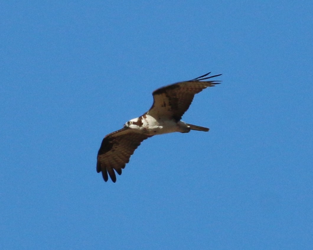 Águila Pescadora - ML159950021