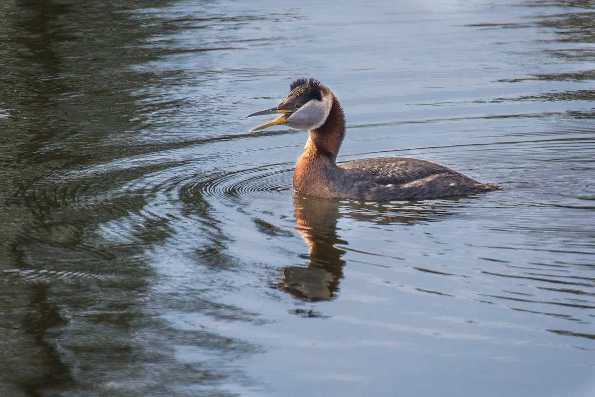 Red-necked Grebe - ML159950421