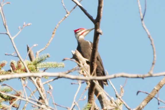 Pileated Woodpecker - ML159951031
