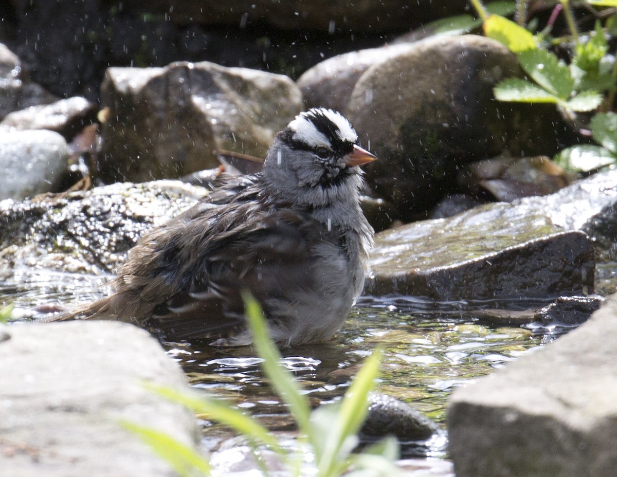 White-crowned Sparrow - ML159952301