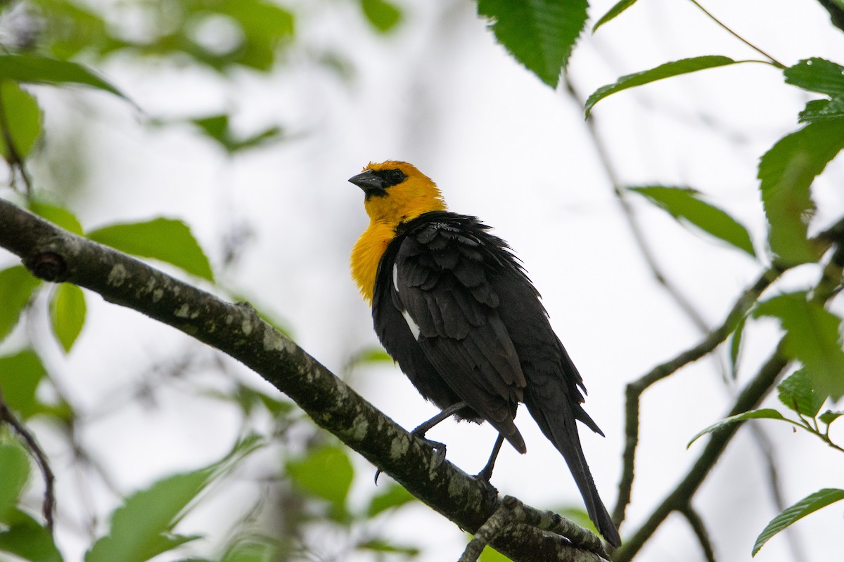 Yellow-headed Blackbird - ML159955681