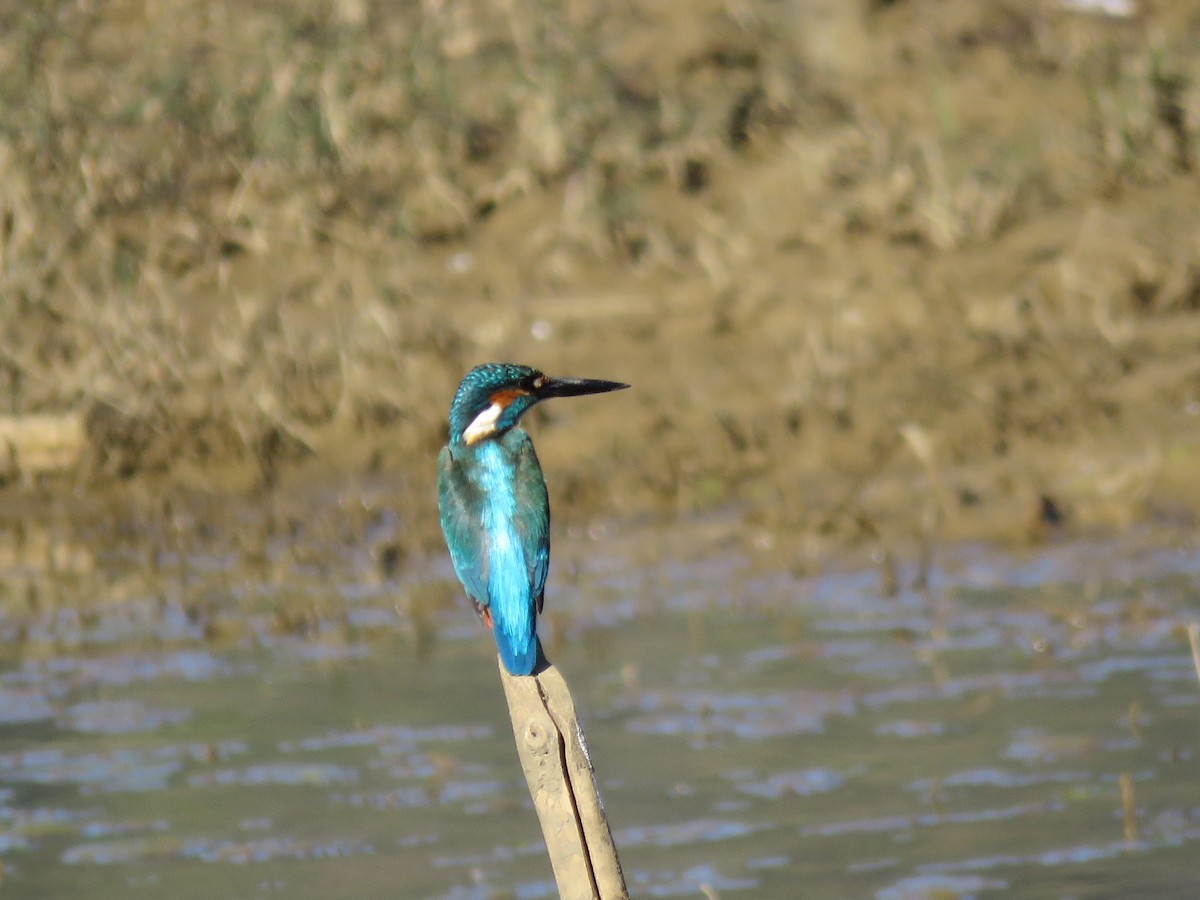 Common Kingfisher - Zayar Soe