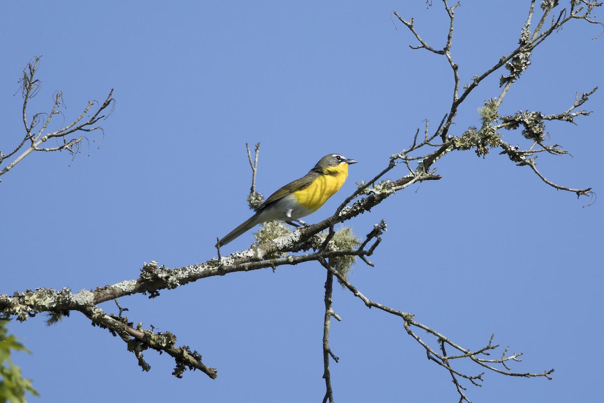 Yellow-breasted Chat - ML159959531