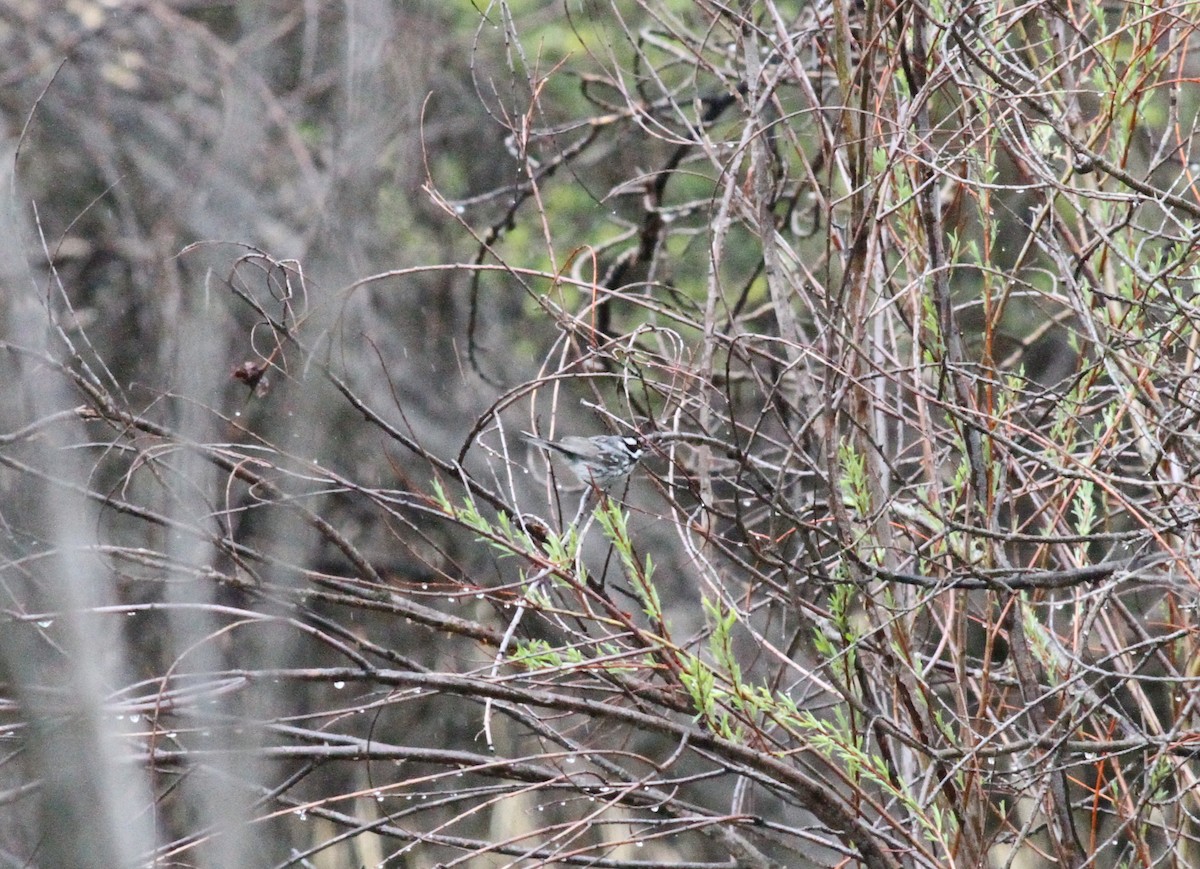 Black-throated Gray Warbler - ML159961451
