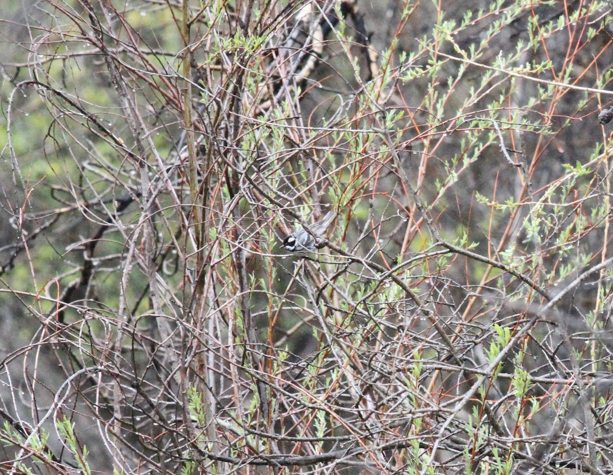 Black-throated Gray Warbler - ML159961591