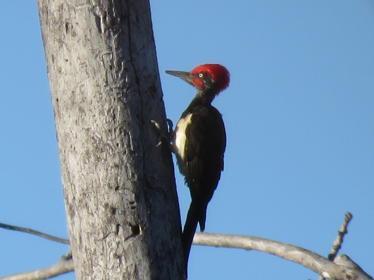White-bellied Woodpecker - ML159962471