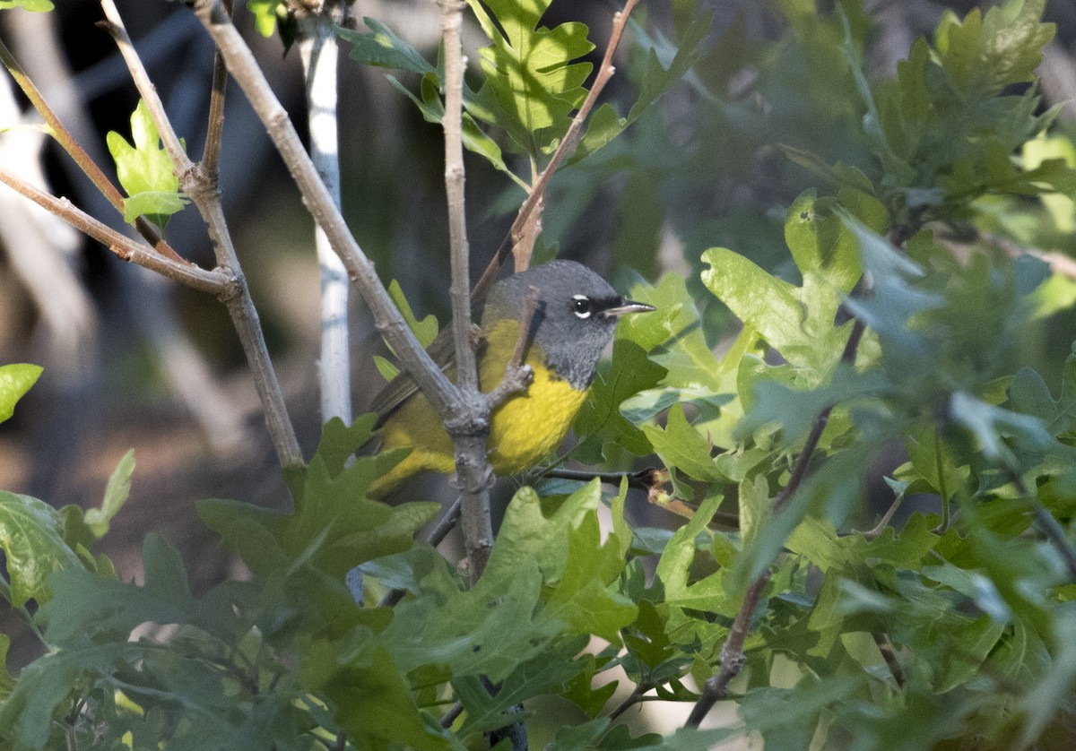 MacGillivray's Warbler - Rich and Lynne Glassford
