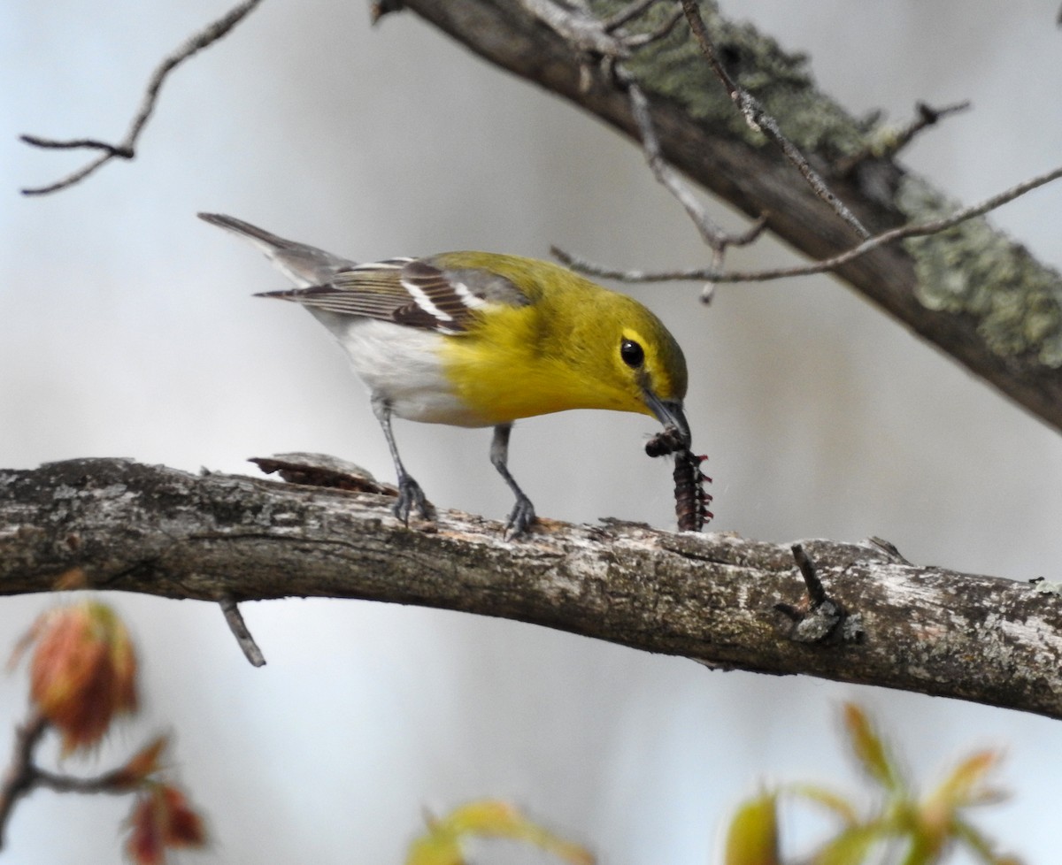 Yellow-throated Vireo - Andy McGivern