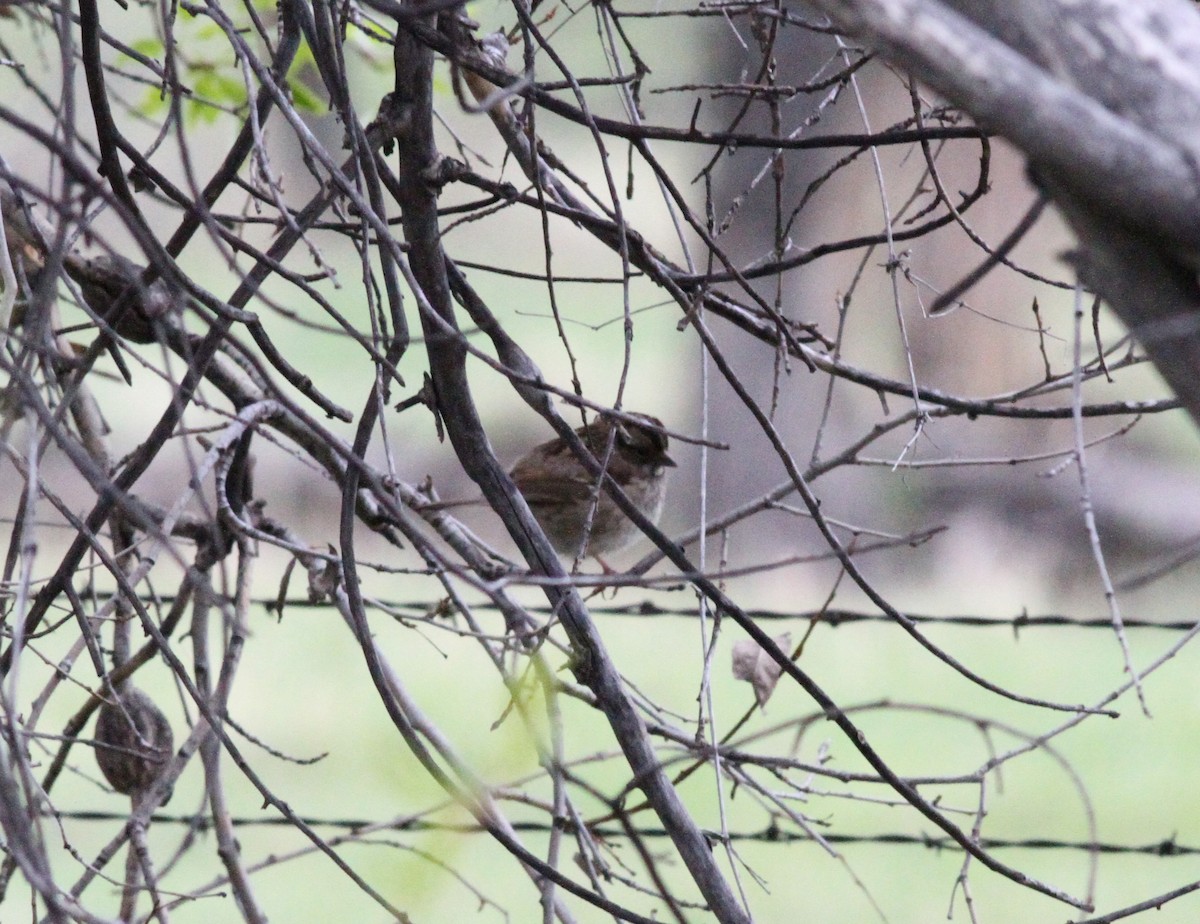 White-throated Sparrow - Michael Harvey