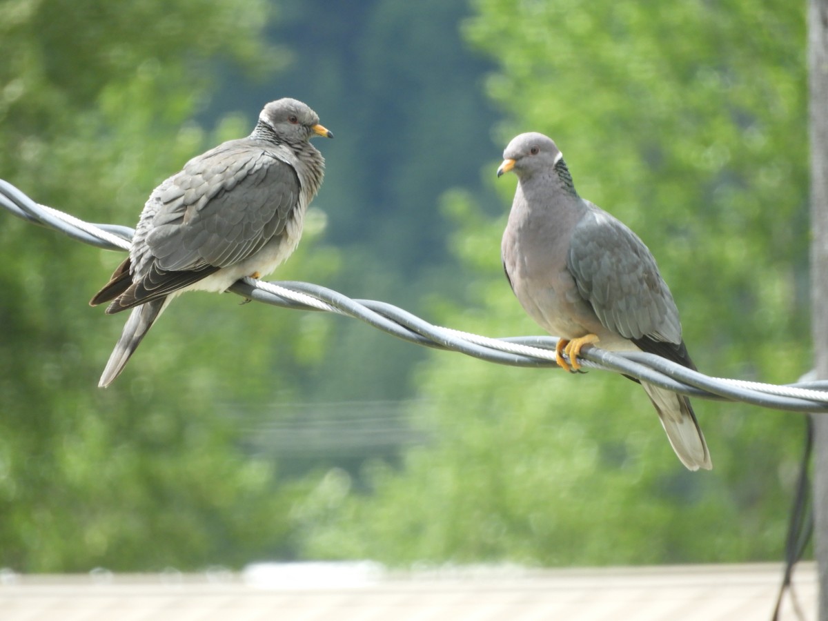 Band-tailed Pigeon - ML159965451