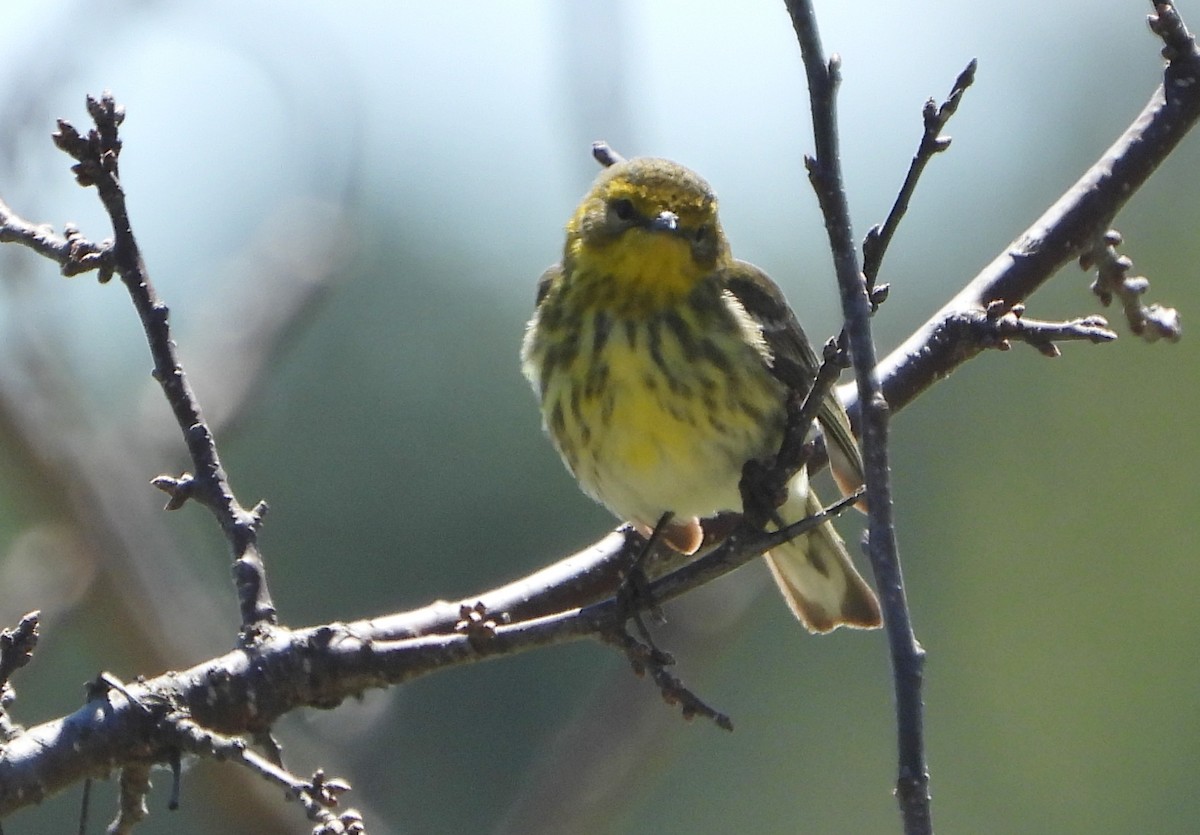 Cape May Warbler - ML159965481