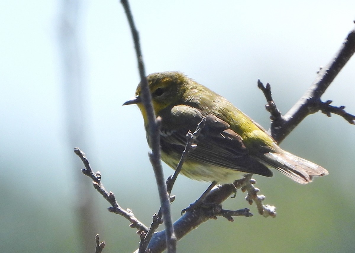 Cape May Warbler - ML159965491