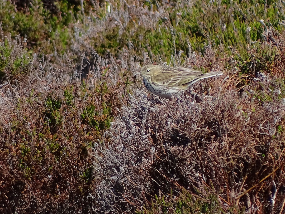 Meadow Pipit - ML159971481