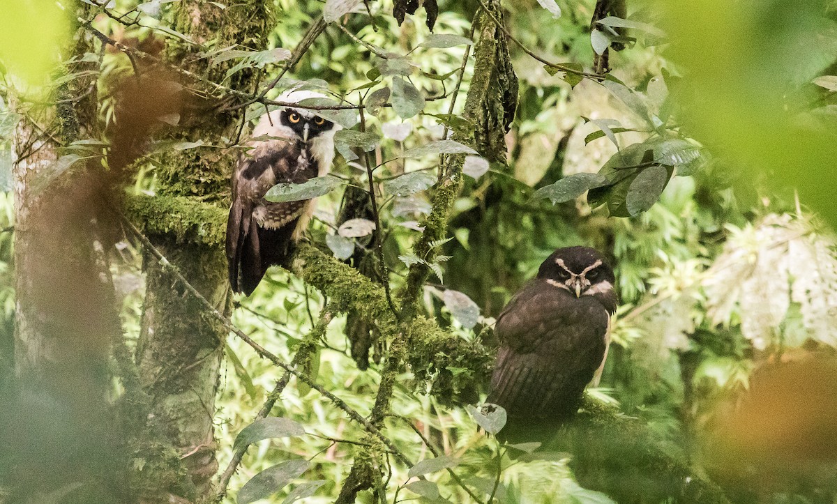 Spectacled Owl - ML159971801