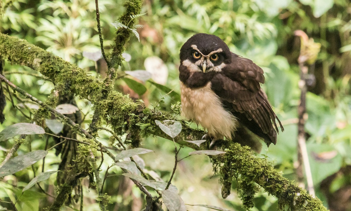Spectacled Owl - ML159971861
