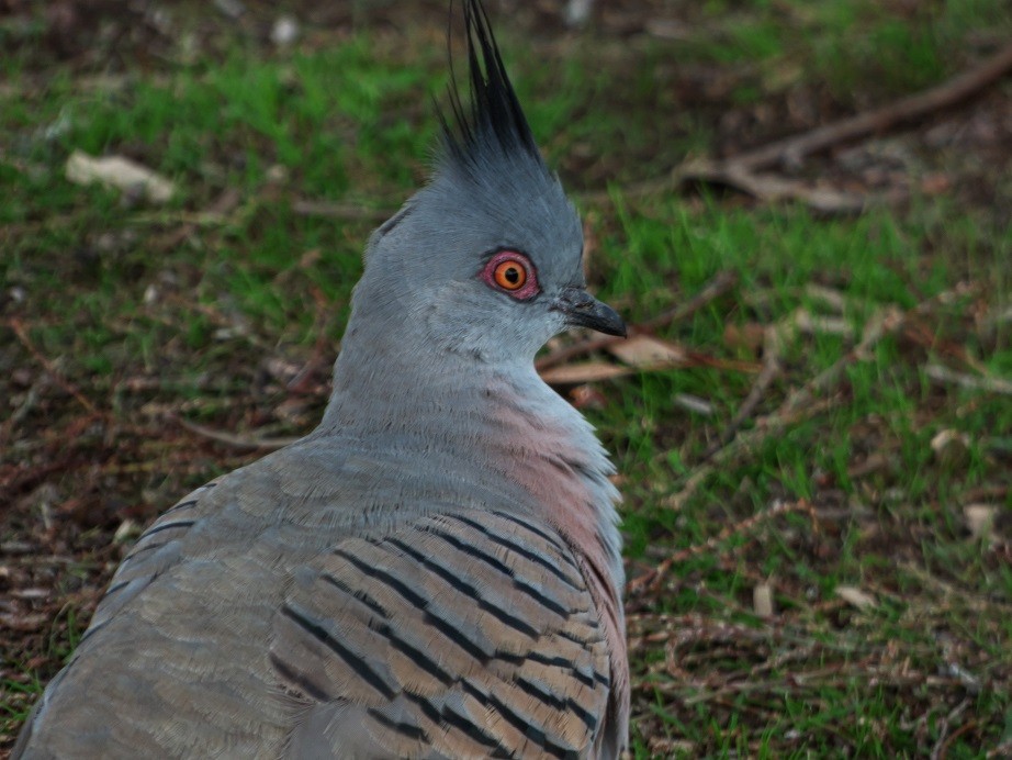 Crested Pigeon - Alfons  Lawen