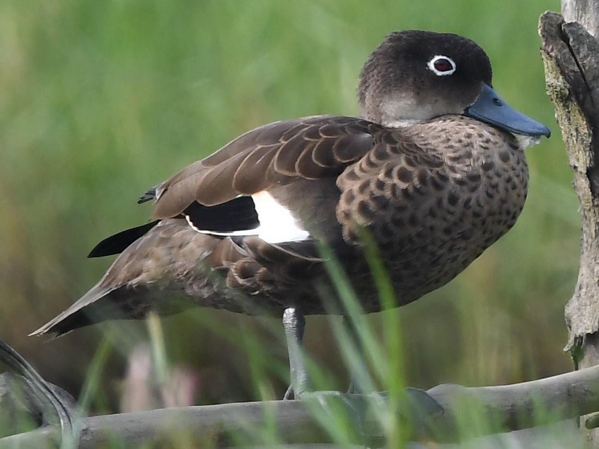 Andaman Teal - Anas albogularis - Birds of the World