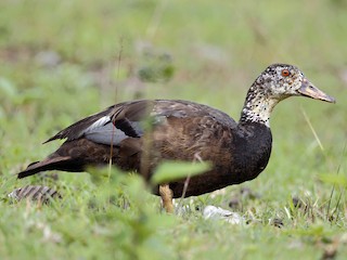  - White-winged Duck