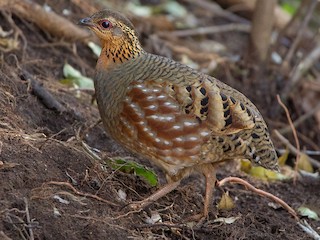  - Hill Partridge