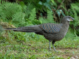  - Gray Peacock-Pheasant