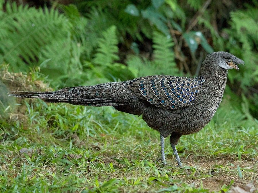 Gray Peacock-Pheasant - eBird