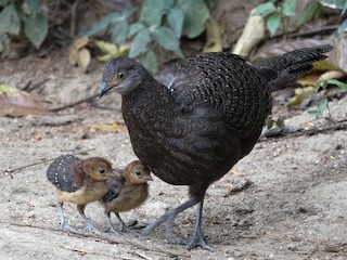 Female and chick - Sonja Ross - ML159974951