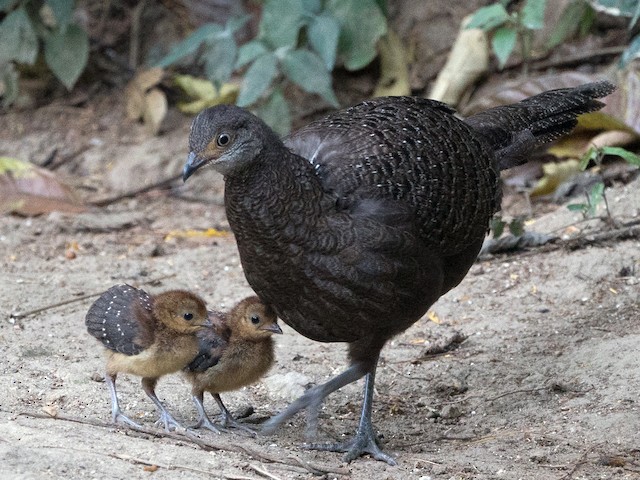 Photos - Gray Peacock-Pheasant - Polyplectron bicalcaratum