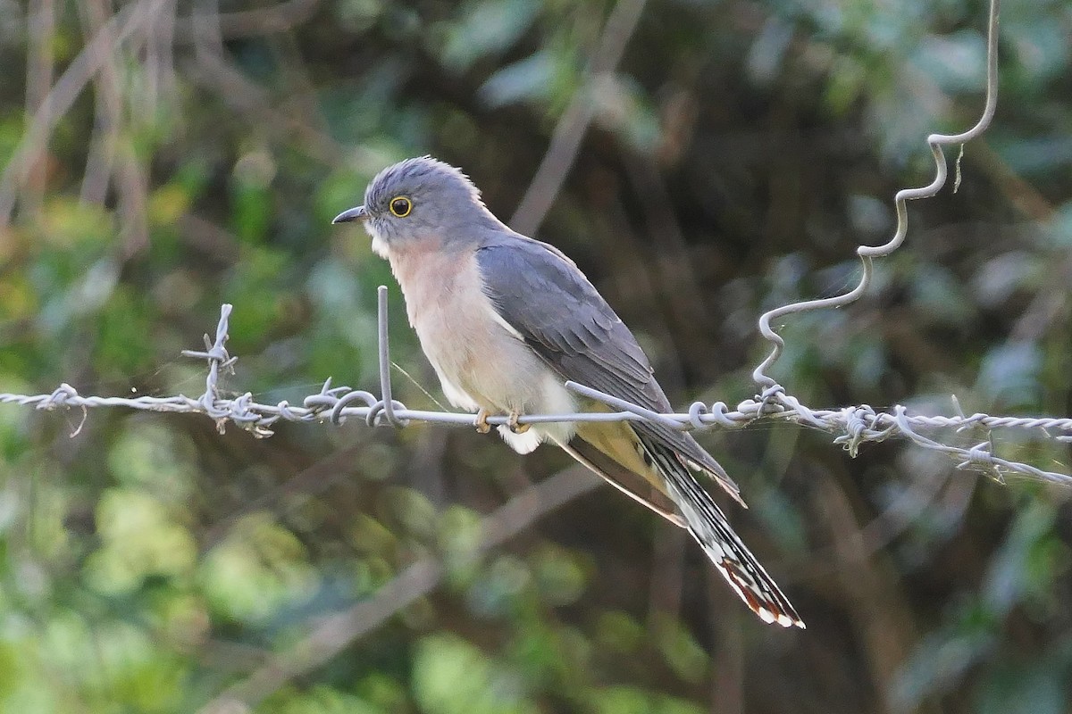 Fan-tailed Cuckoo - ML159975161