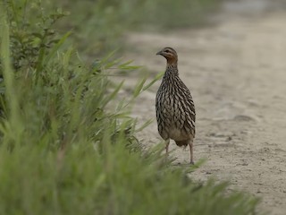  - Swamp Francolin