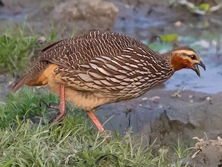  - Swamp Francolin