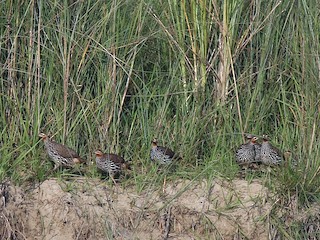  - Swamp Francolin