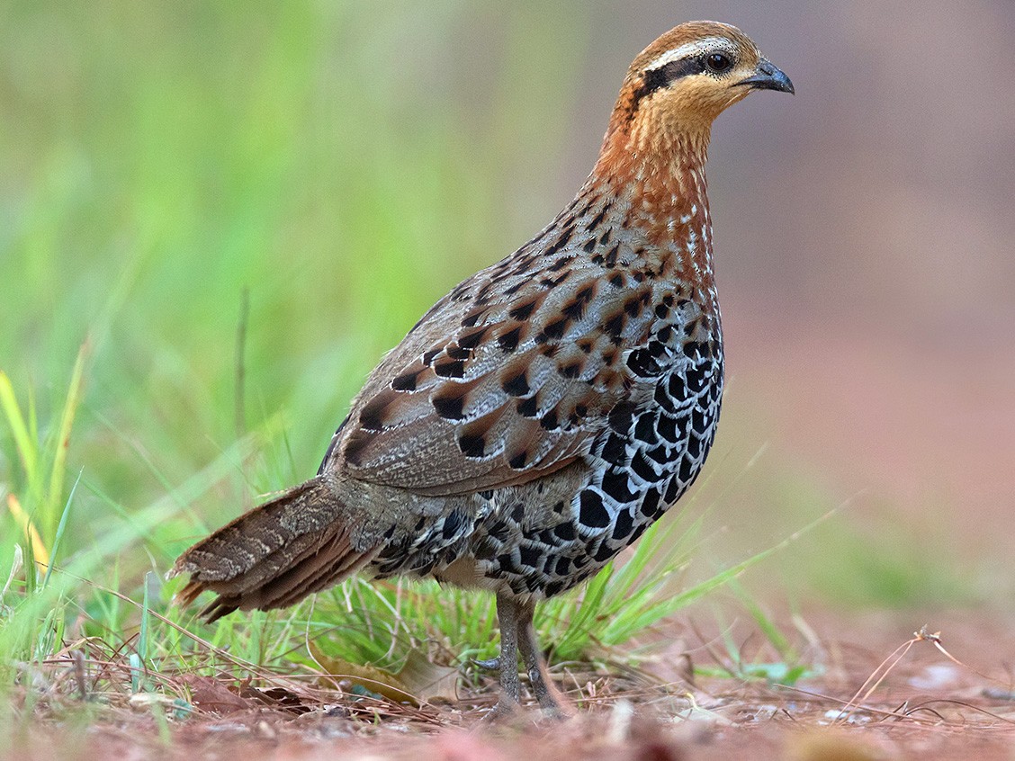 Mountain Bamboo-Partridge - Ayuwat Jearwattanakanok