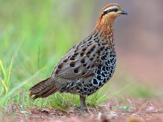  - Mountain Bamboo-Partridge